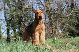 AIREDALE TERRIER 095